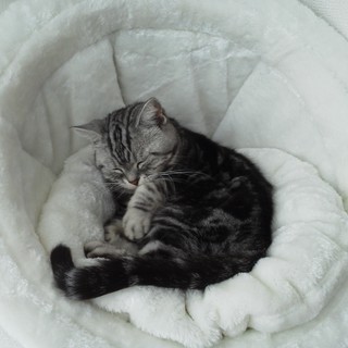 新しい家族の元穏やかに過ごせることになりました。ありがとうございます。