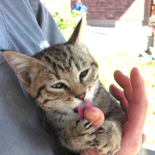 「ヒョウ太」です！