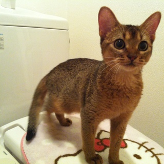 アビシニアンの男の子