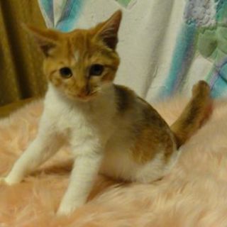 かわいい猫です