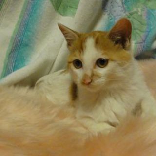 かわいいねこです