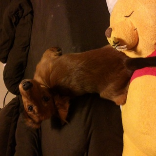 新しい家族を探しています。