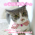 ちょっぴりおしゃまなおんにゃのこかすみんの里親さま大募集☆