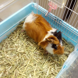 ありがとうございました。