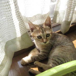 互いに離れがたくなり美人姉妹は我が家で迎えることになりました。みなさんありがとうございました。