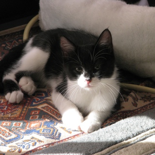 ３ヶ月の男の子です