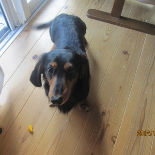 ミニチュアダックス1歳男の子の里親さん募集です