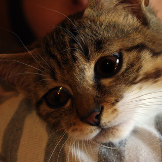 可愛い仔猫　約2ヵ月