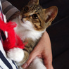 可愛い仔猫　約2ヵ月 サムネイル5