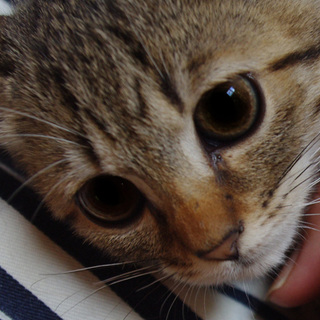 可愛い仔猫　約2ヵ月