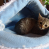可愛い仔猫　約2ヵ月 サムネイル2