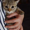 可愛い仔猫　約2ヵ月 サムネイル5