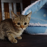 可愛い仔猫　約2ヵ月 サムネイル3