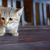 可愛い仔猫　約2ヵ月 サムネイル6