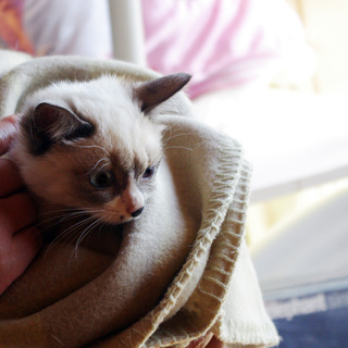 可愛い仔猫　約2ヵ月