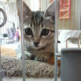 キジトラ女の子里親募集