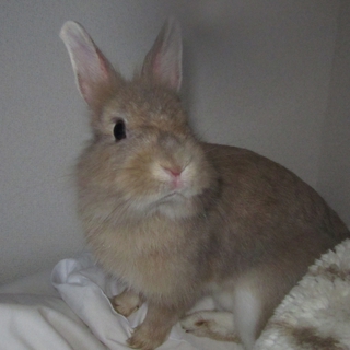 ライオンラビット(オス)1歳4ヶ月