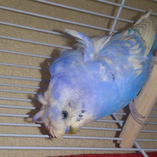 セキセイインコ 羽衣インコ♂