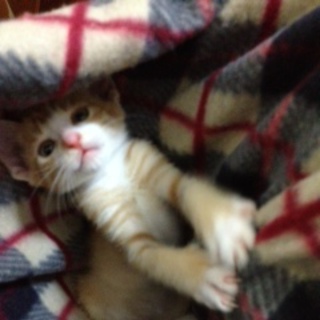 人になついてて人が大好きな子猫です！