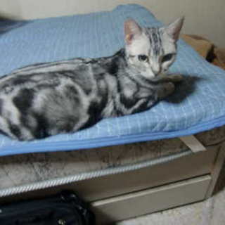 １才８ヵ月くらいのアメショの女の子