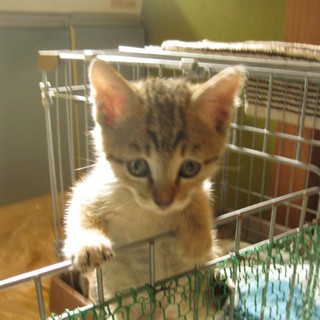 子猫の里親募集
