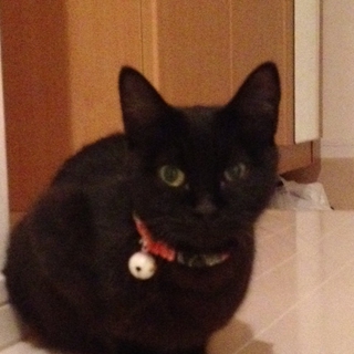 人懐っこいネコちゃんです！！