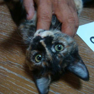 野良猫の子供を保護しています