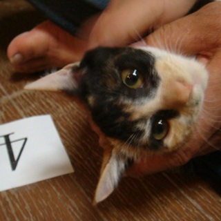 野良猫が子供を産んでしましました