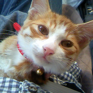 ゴロゴロ超甘えん坊の茶白クン