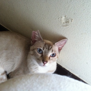 シャムＭＩＸ２歳女の子