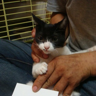 野良猫が子供を産んでしましました