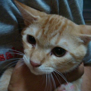 野良猫が庭で産んでしまった子です