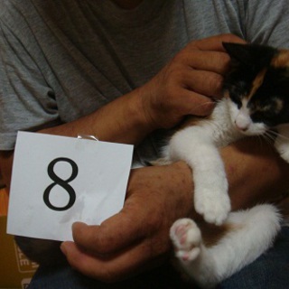 野良猫が子供を産んでしましました