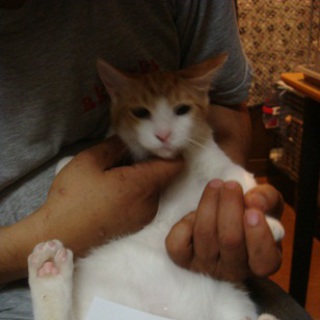 野良猫が子供を産んでしましました