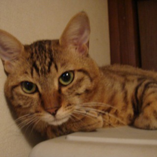 住む場所を失いました