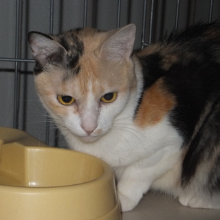 家族になられる方を探しています。