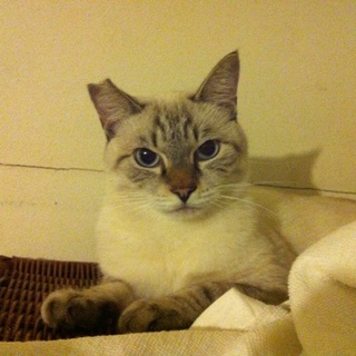 シャムＭＩＸ２歳男の子