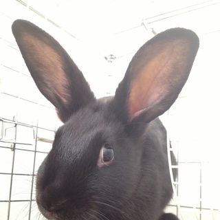 【交渉中】生後2ヶ月半子うさぎ