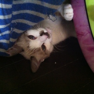 シャムＭＩＸ２歳男の子茶