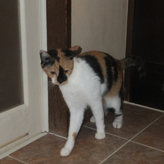 ありがとうございました