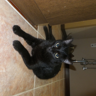 人懐こい猫です