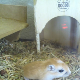 我が家で産まれた子スナ