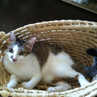 キジ白　２歳男の子