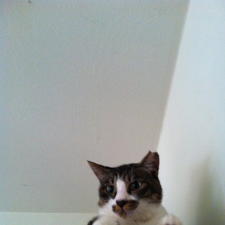 キジ白　２歳男の子