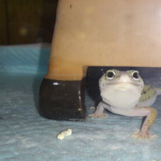 ヒョウモントカゲモドキ　ヤング　2匹