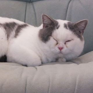 １歳ショートヘア男の子
