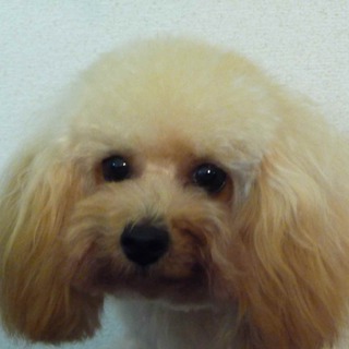 信頼できる里親さまが見つかりました。　たくさんご応募頂きありがとうございました。