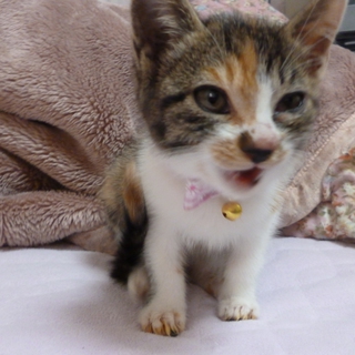 里親募集、是非お願いします。