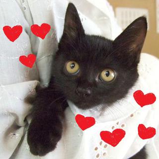 ★幸運のくろねこ★ルーシー★メス希少