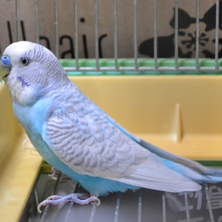 セキセイインコ１６羽を保護しました